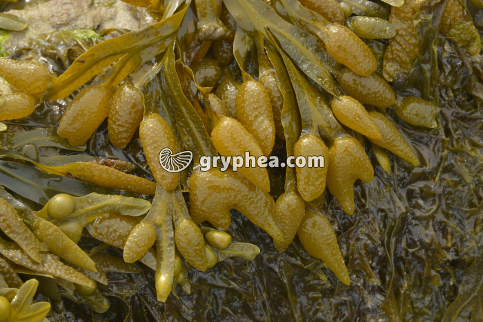 Fucus orrganes reproducteurs - gryphea.org